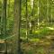 Bruce Parker: More Tree Species Diversity  in Sugarbushes Reduces  Maple Pest Levels