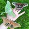 Dylan Parry: A person's hand with three large silk moths