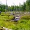 John Stella: Beaver Impacts on Adirondack Forest and Bird Communities