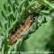 Spruce budworm larva on green needles