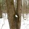 Aaron Weiskittel: forked maple tree stem in woods